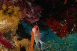 "Karaoke" Cay Lobos, D70 w/ 17-35mm lens by Leif Skaar 